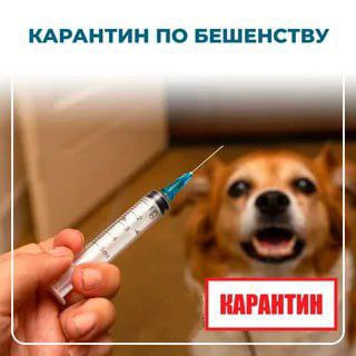 Карантин по бешенству.