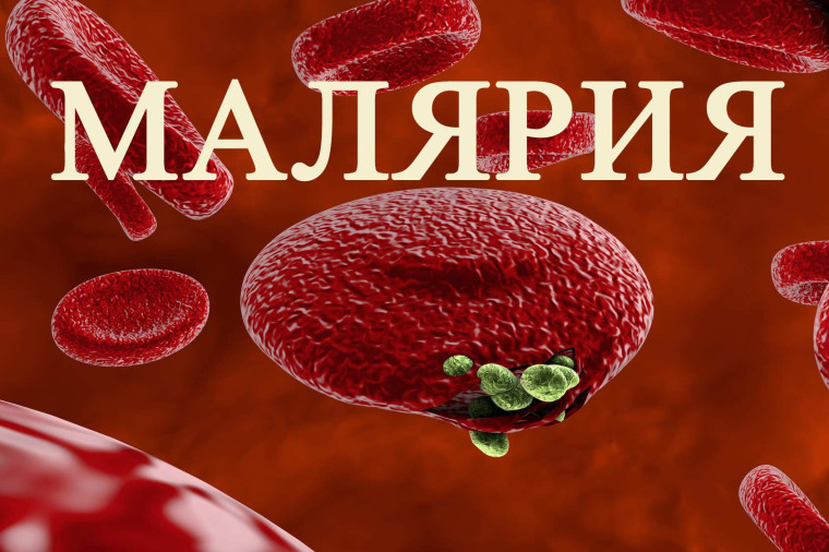 Малярия и ее профилактика. Малярия и ее профилактика.