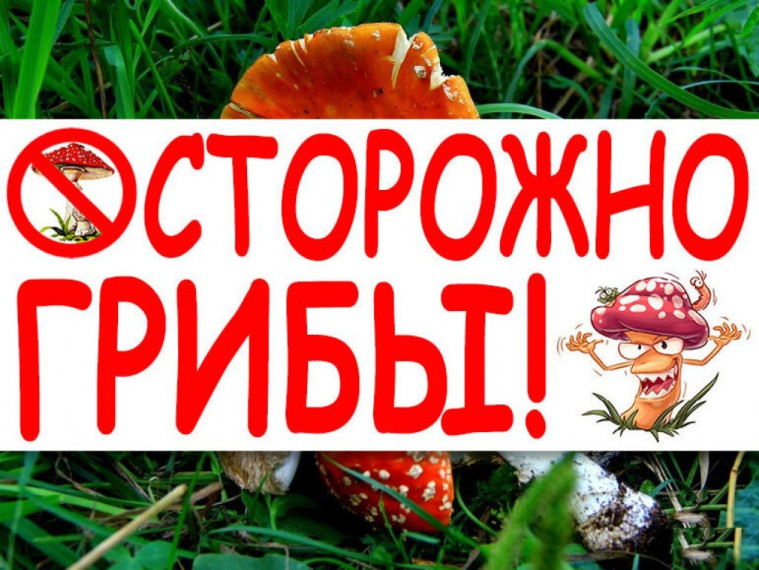 ПРОФИЛАКТИКА ОТРАВЛЕНИЯ ГРИБАМИ. ПРОФИЛАКТИКА ОТРАВЛЕНИЯ ГРИБАМИ.