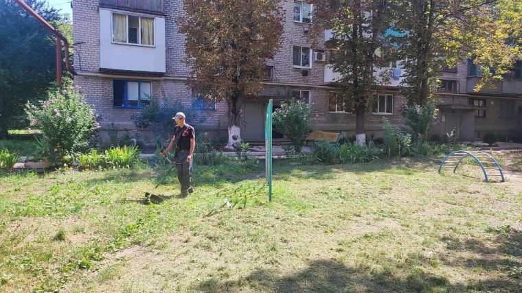 Амброзия полыннолистная опасный карантинный сорняк. Амброзия полыннолистная опасный карантинный сорняк.